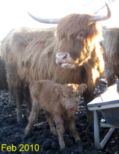 1st calf of 2010