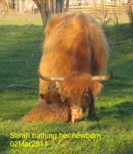 Robert, newborn